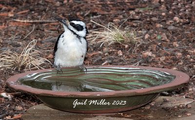 Hairy Woodpecker