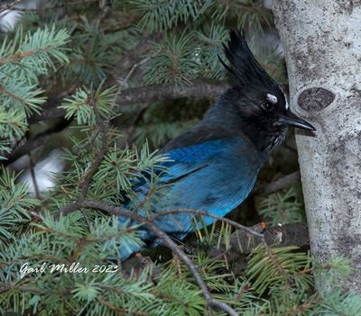 Steller's Jay 