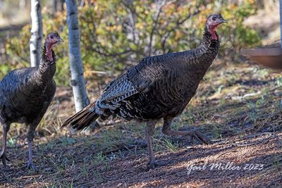 Wild Turkey
Yard Bird #31