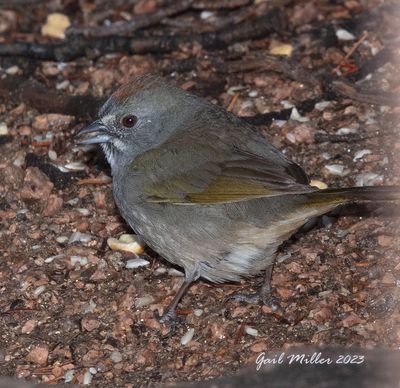 Green-tailed Towhee
Yard Bird #32