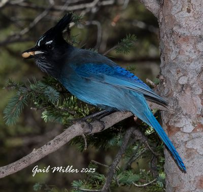 Steller's Jay 