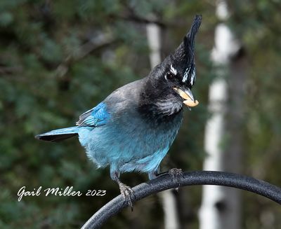 Steller's Jay 