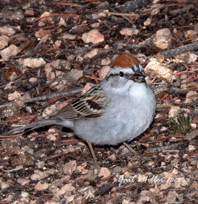 Chipping Sparrow