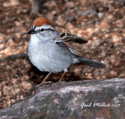 Chipping Sparrow