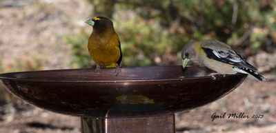 Evening Grosbeak, mald and female. 