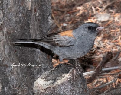 Dark-eyed Junco