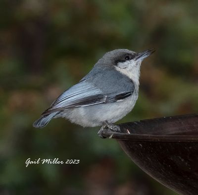 Pygmy Nuthatch