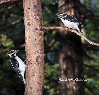 Hairy Woodpecker