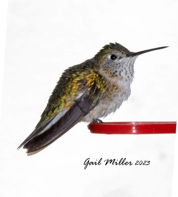 Broad-tailed Hummingbird,female.  