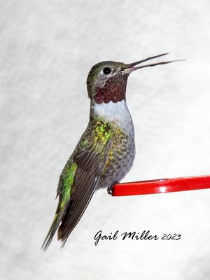 Broad-tailed Hummingbird, male.  