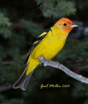 Western Tanager, male. 