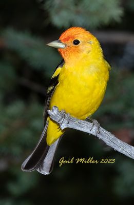 Western Tanager, male. 