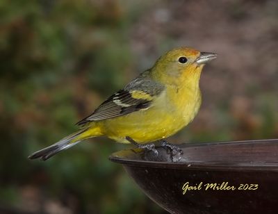 Western Tanager, female. 
