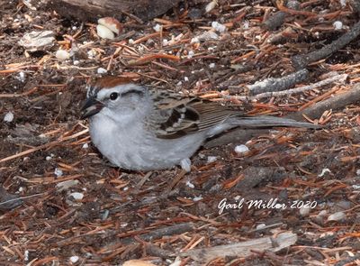 Chipping Sparrow