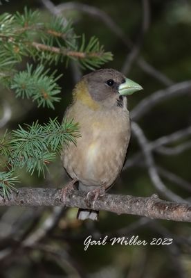 Evening Grosbeak, female. 