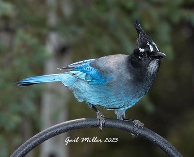 Steller's Jay 