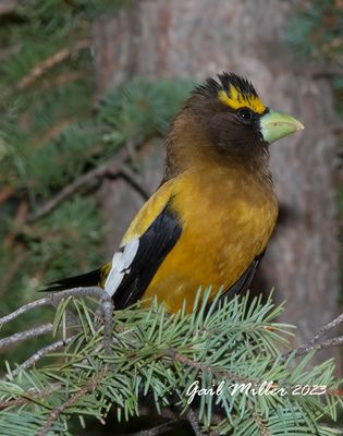 Evening Grosbeak, male. 