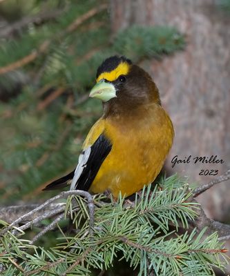 Evening Grosbeak, male. 