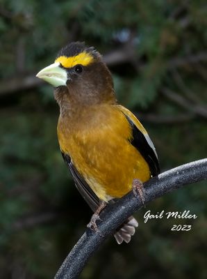 Evening Grosbeak, male. 