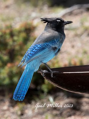 Steller's Jay 