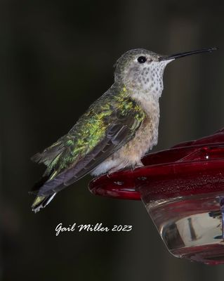 Broad-tailed Hummingbird, female. 