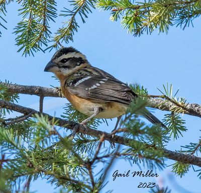 Black-headed Grosbeak, female.