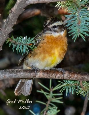 Black-headed Grosbeak, female.