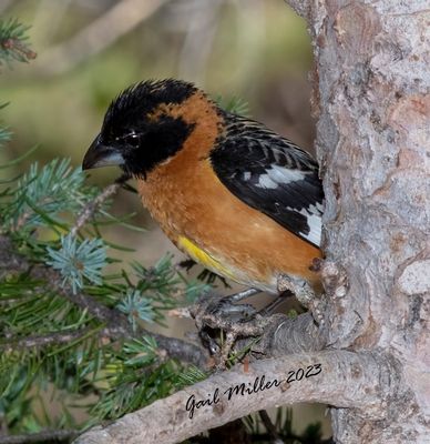 Black-headed Grosbeak, male.