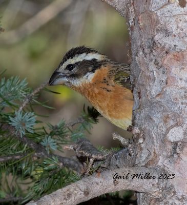 Black-headed Grosbeak, female.