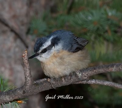 Red-breasted Nuthatch