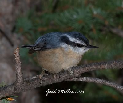 Red-breasted Nuthatch