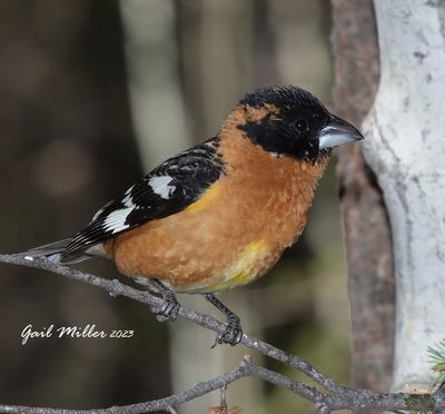 Black-headed Grosbeak, male.
