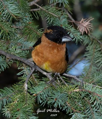 Black-headed Grosbeak, male.
