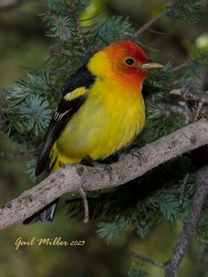 Western Tanager, male. 