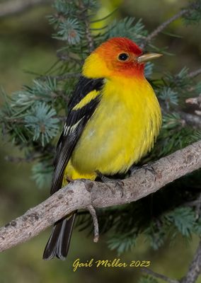Western Tanager, male. 