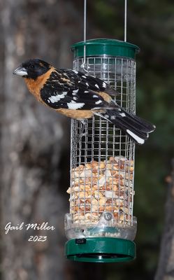 Black-headed Grosbeak, male.