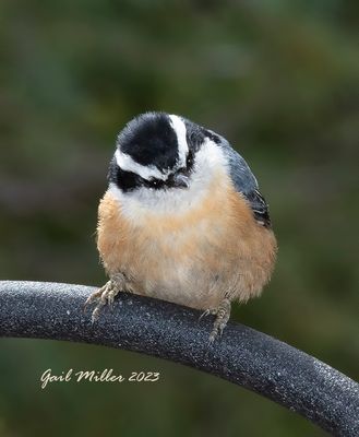 Red-breasted Nuthatch