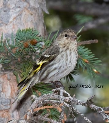 Pine Siskin