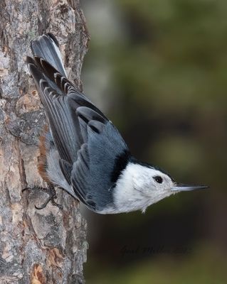 White-breasted Nuthatch