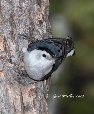 White-breasted Nuthatch