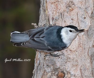 White-breasted Nuthatch