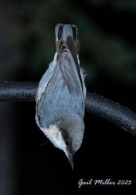 Pygmy Nuthatch