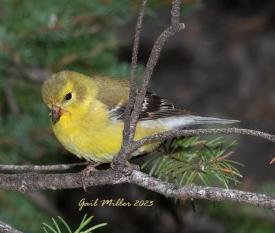 American Goldfinch
New Yard Bird #34