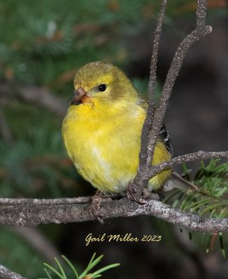 American Goldfinch