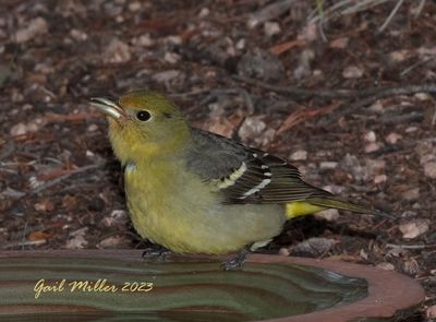 Western Tanager, female.