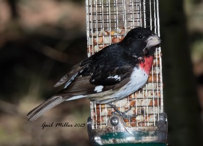 Rose-breasted Grosbeak, male. 
Rare sighting for Teller County, CO
Yard Bird #35