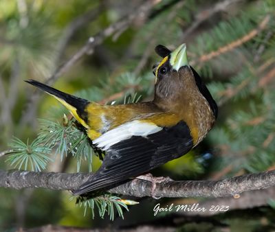 Evening Grosbeak, male. 