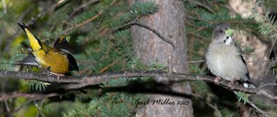 Evening Grosbeak, male and female.