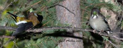 Evening Grosbeak, male and female. 