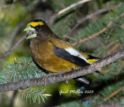 Evening Grosbeak, male. 